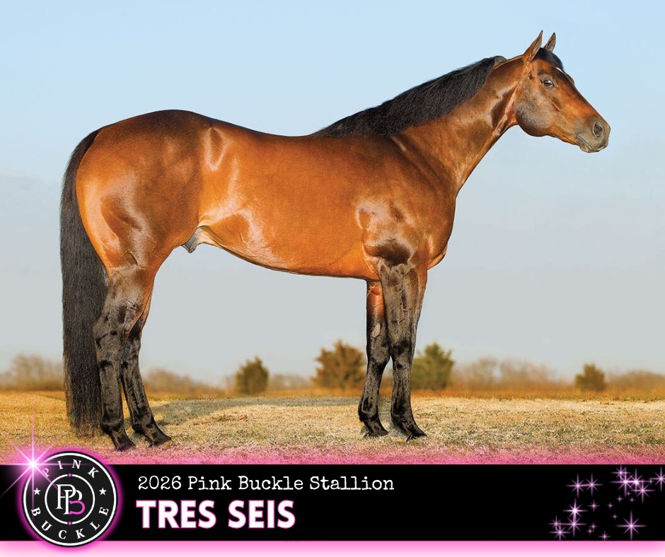 Pink - '23 Pink Buckle Stallion - MS TrucoSeix This stallion + his Pink ...