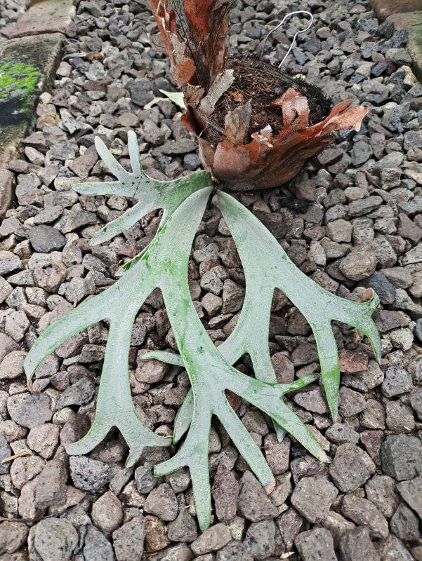 Platycerium willinckii 'Spur' (TC) 骨刺 in 2