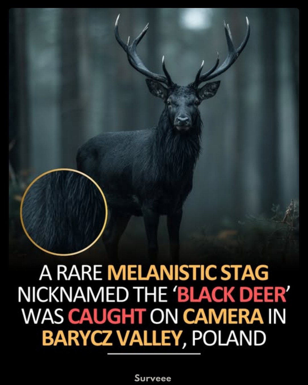 Deer With Melanistic Fur Rare photo