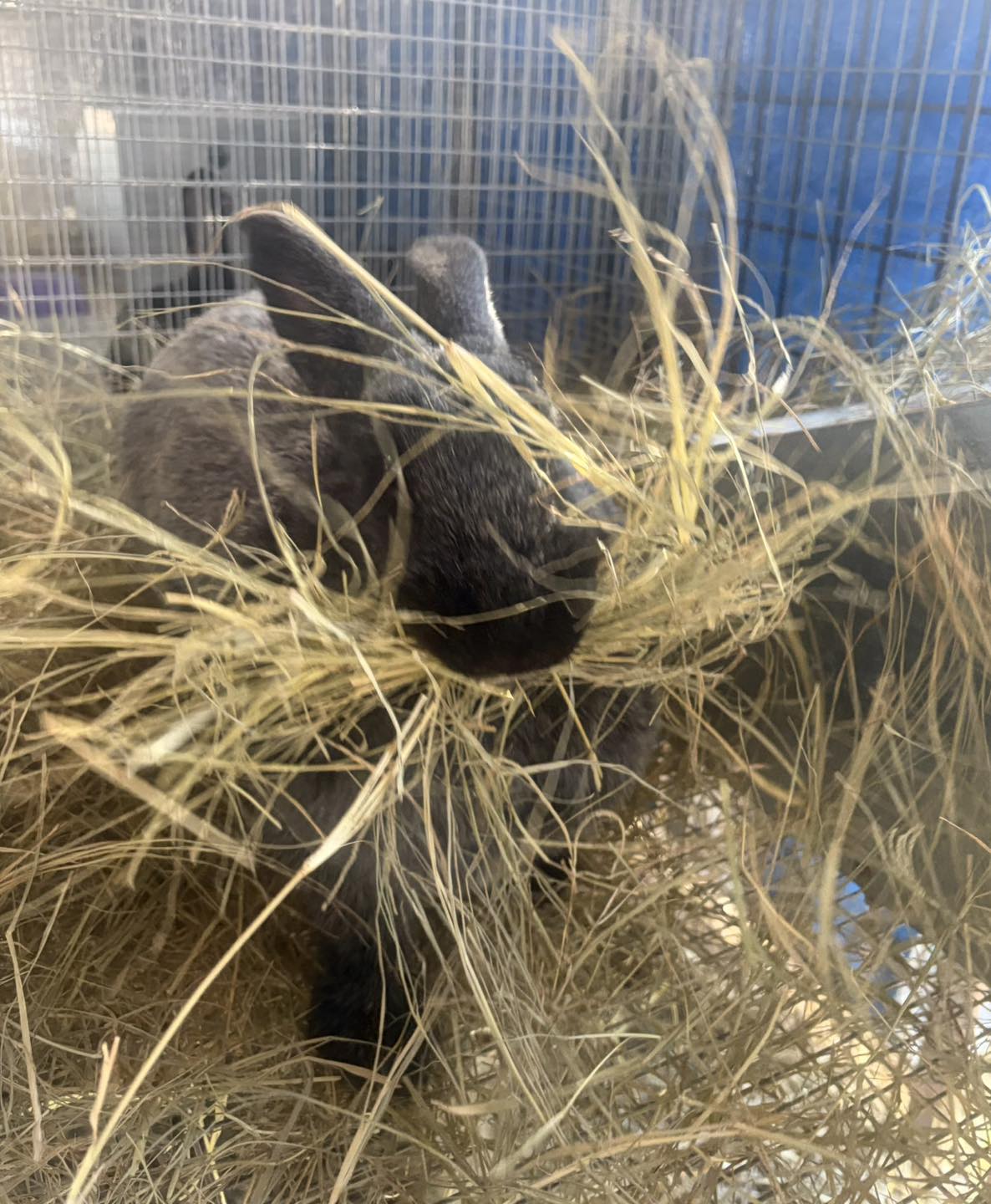 Willow Way Rabbitry
