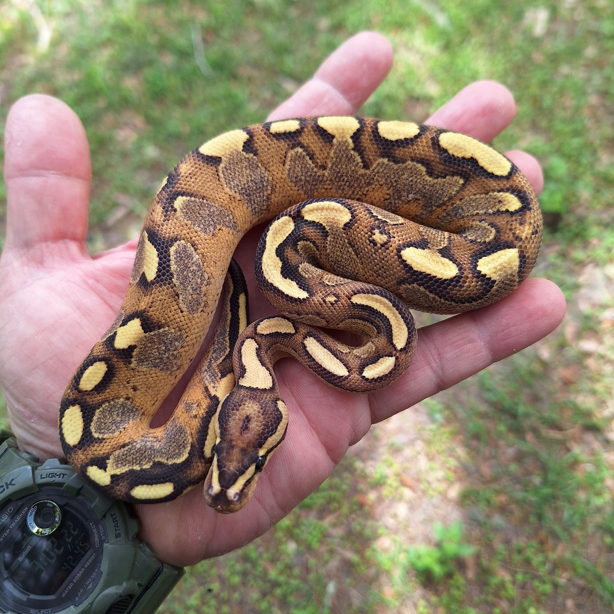 Madd Ball Pythons