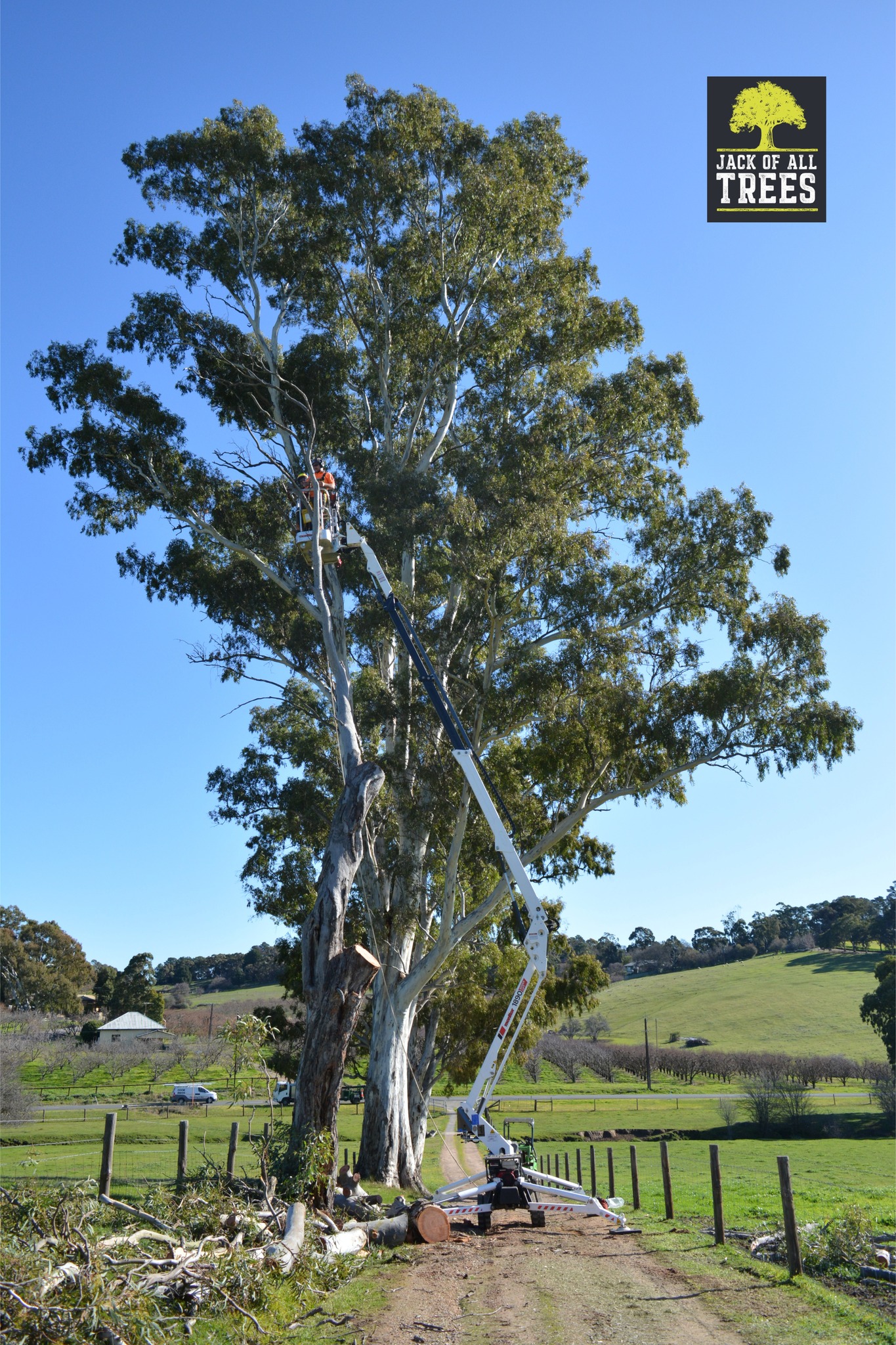 Jack Of All Trees: Tree Removal