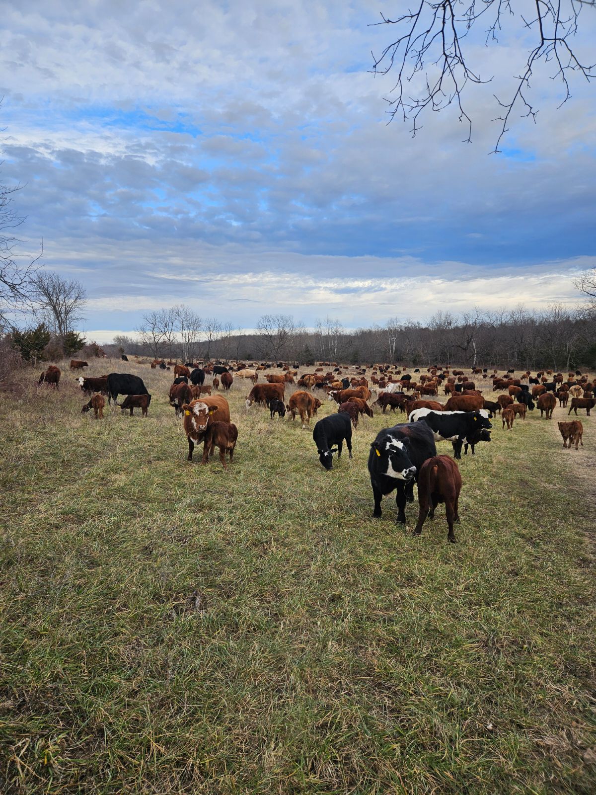 Clear Spring Ranch, Inc. | Mountain Grove MO