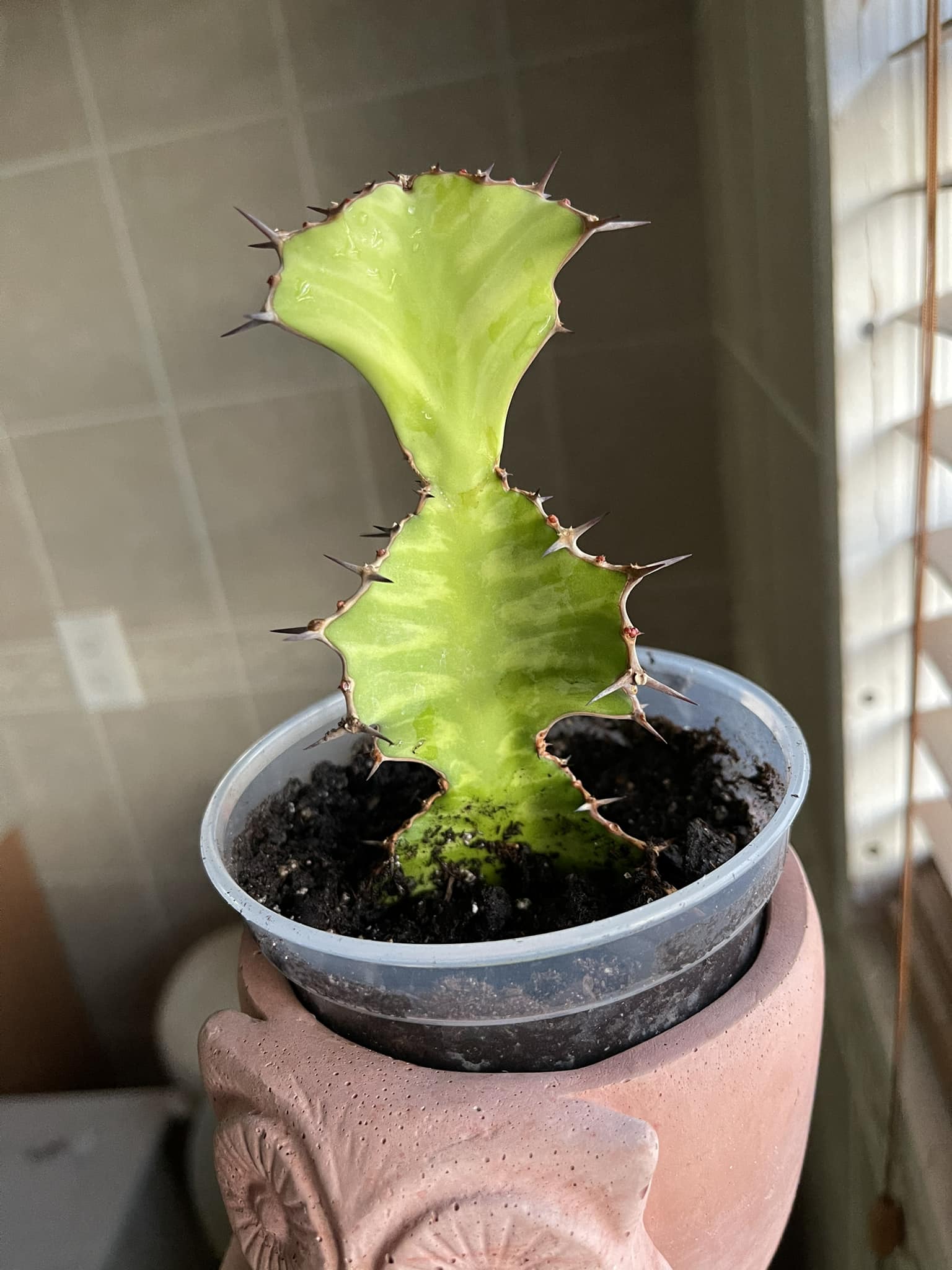 Could anyone tell me the name of this cactus please.
