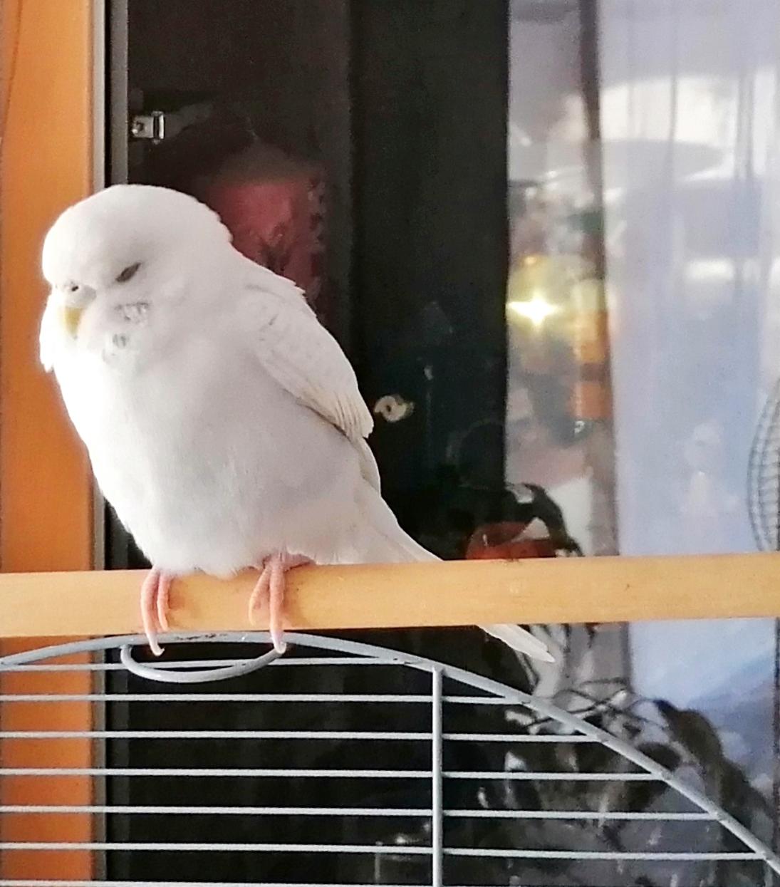 Am 26.12.2024 wurde ein weißer Wellensittich in Neugablonz Nähe Friedhof /Eichenmäderweg gefunden. Seine Ringnummer lautet: DE20*70664 Laut Firma Dehner wurde der Vogel mit dieser Ringnummer im April verkauft. Wer vermisst seinen Vogel ?