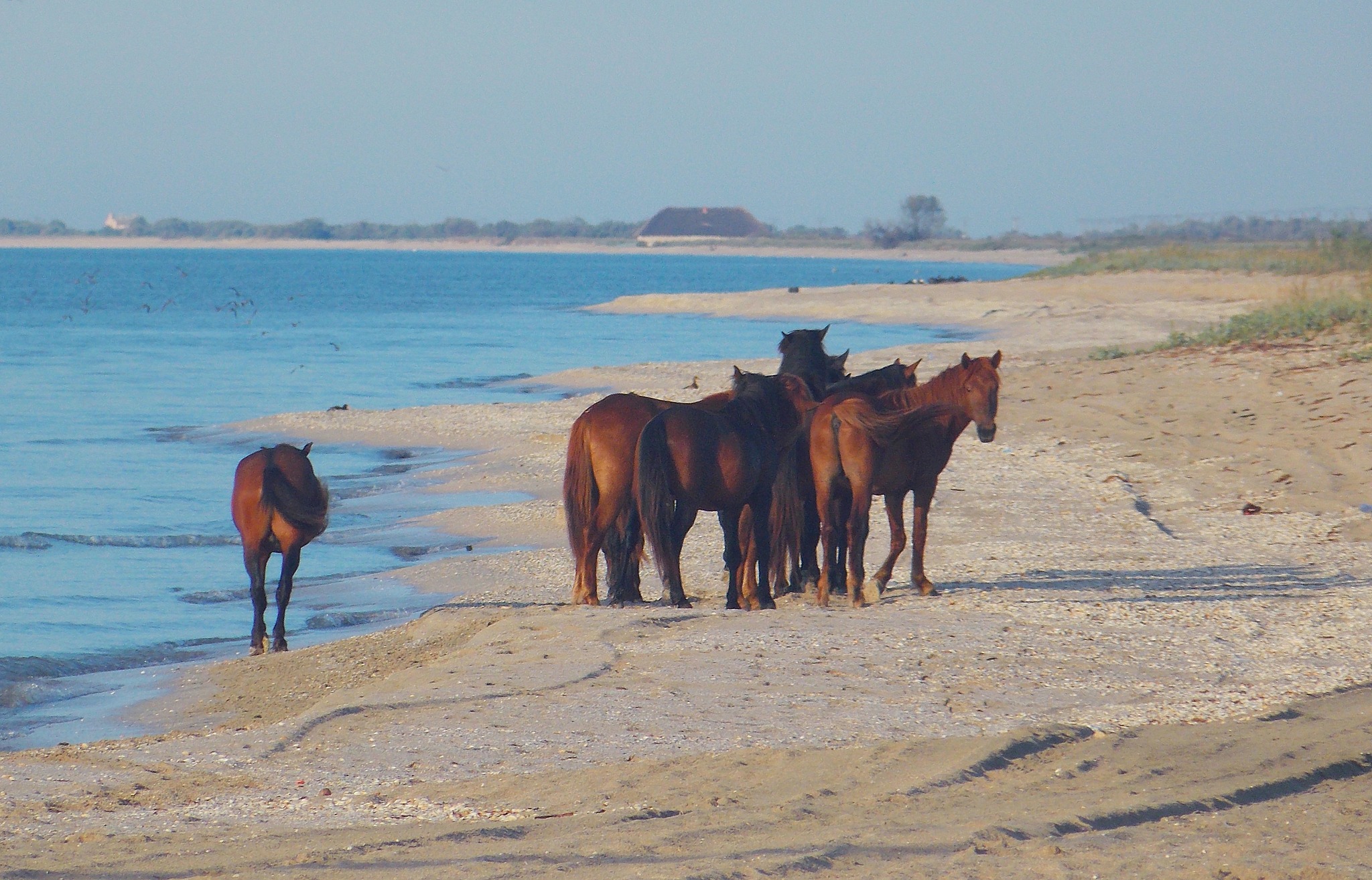 Laguna Razim-Sinoe