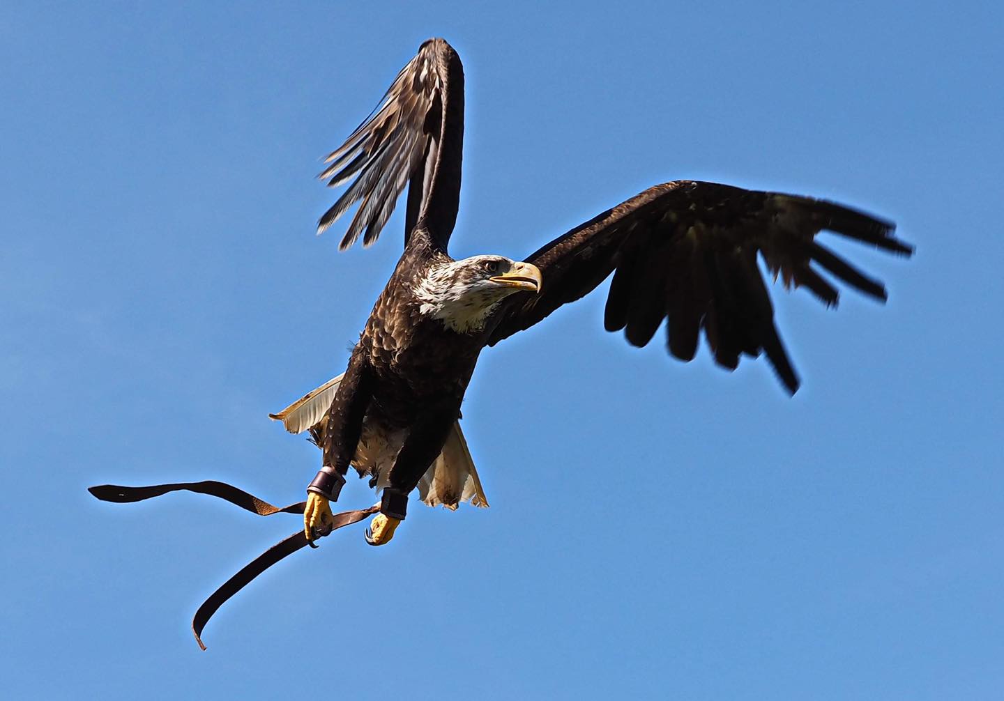 Falconieri della versilia... - Falconieri della versilia