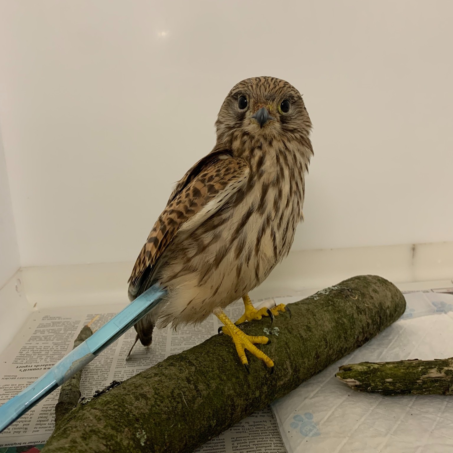 We were pleased to... - Kirklees Valley Wildlife Rescue
