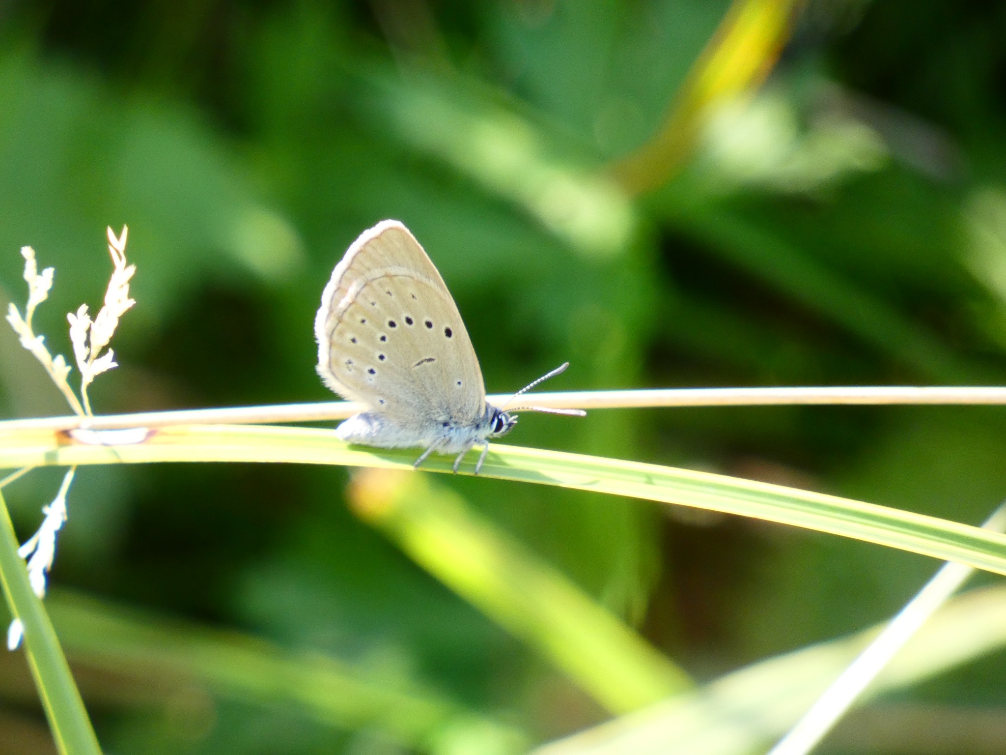 Butterfly Conservation’s European Butterflies Group