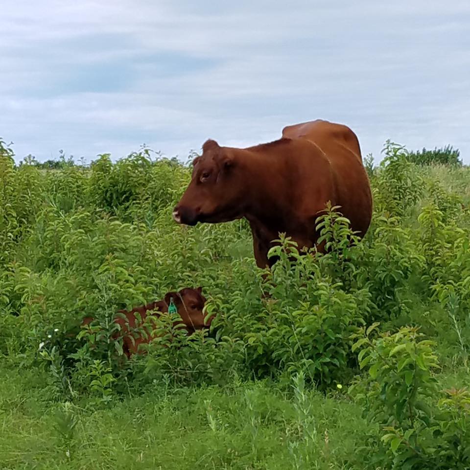 Our Beef is not only sold to many of... - NoName Ranch Beef | Facebook