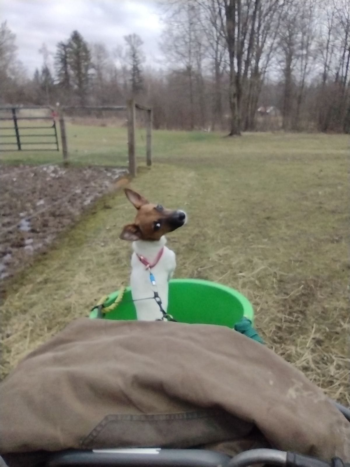 Pony Time Ranch and Mobile Petting Zoo | Lowellville OH
