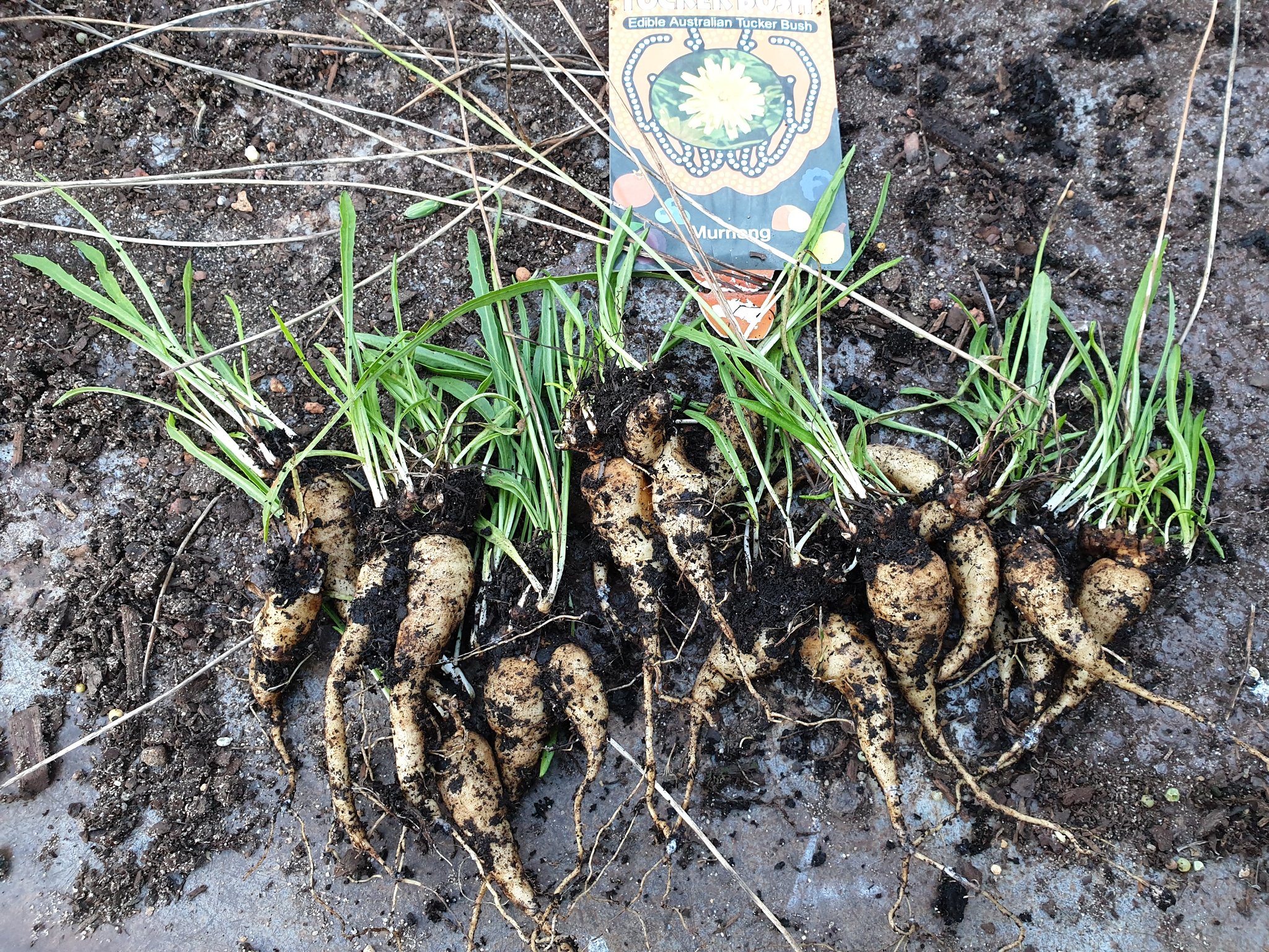 Tucker Bush - 🍠MURNONG YAM DAISY 🌼 This species of... | Facebook