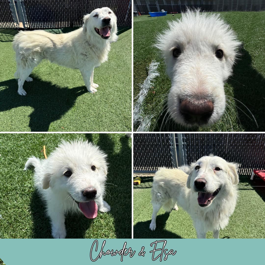 Meet Chowder &... - Hollister Police Animal Care & Services