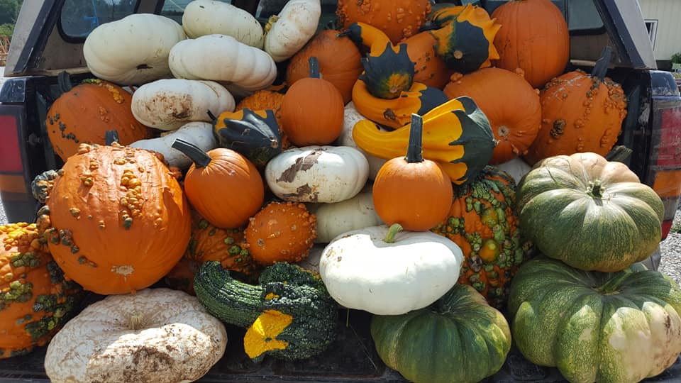 Happy fall! 😂ok no it doesn't feel... - Lapp's Greenhouse | Facebook
