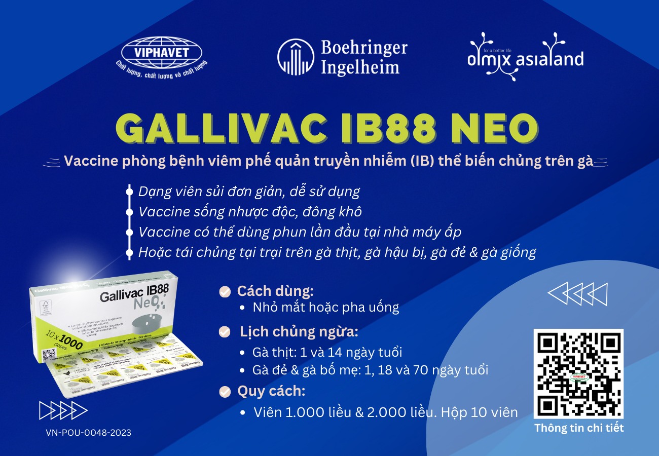 🎉GALLIVAC IB88 NEO - Vaccine... - Olmix Asialand Vietnam | Facebook