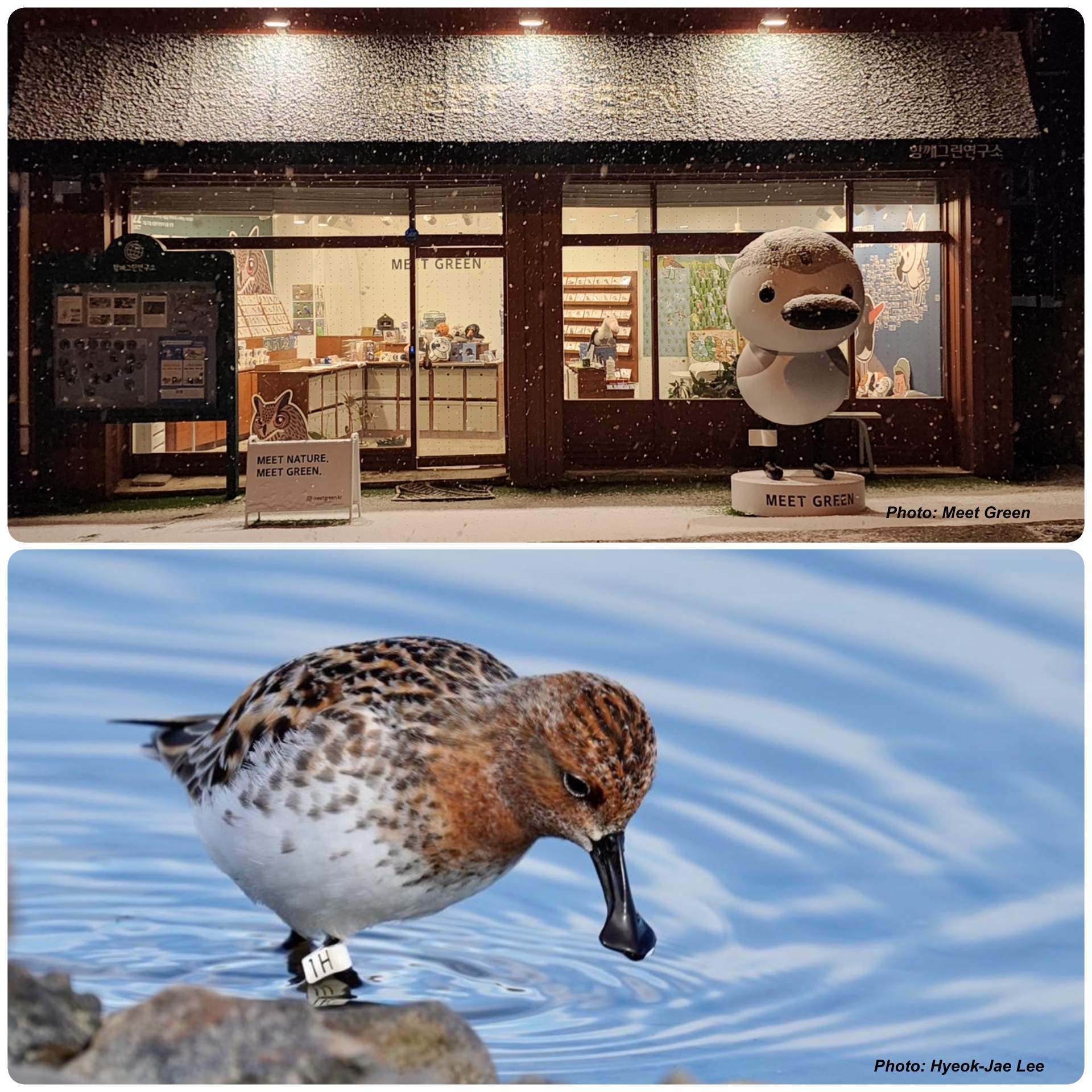 Spoon-billed Sandpiper Task Force