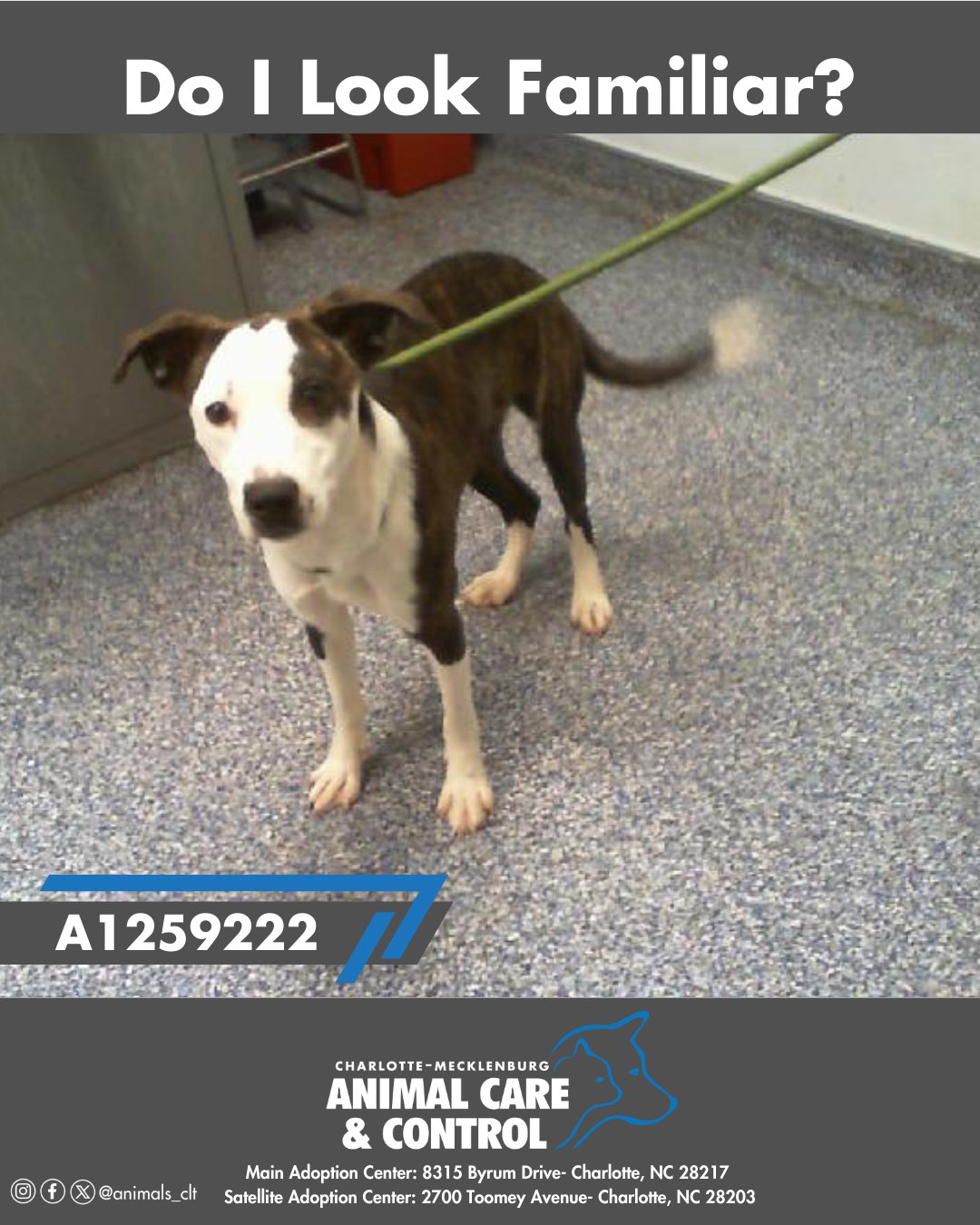 Animal Care & Control | Charlotte NC