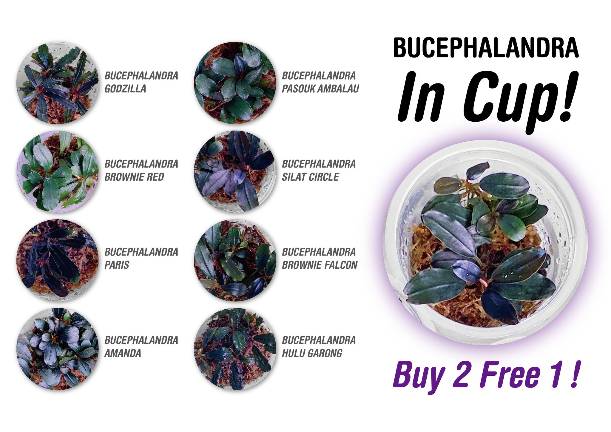 new BUCEPHALANDRA is here！ 【BUY 2 FREE 1】only for this time