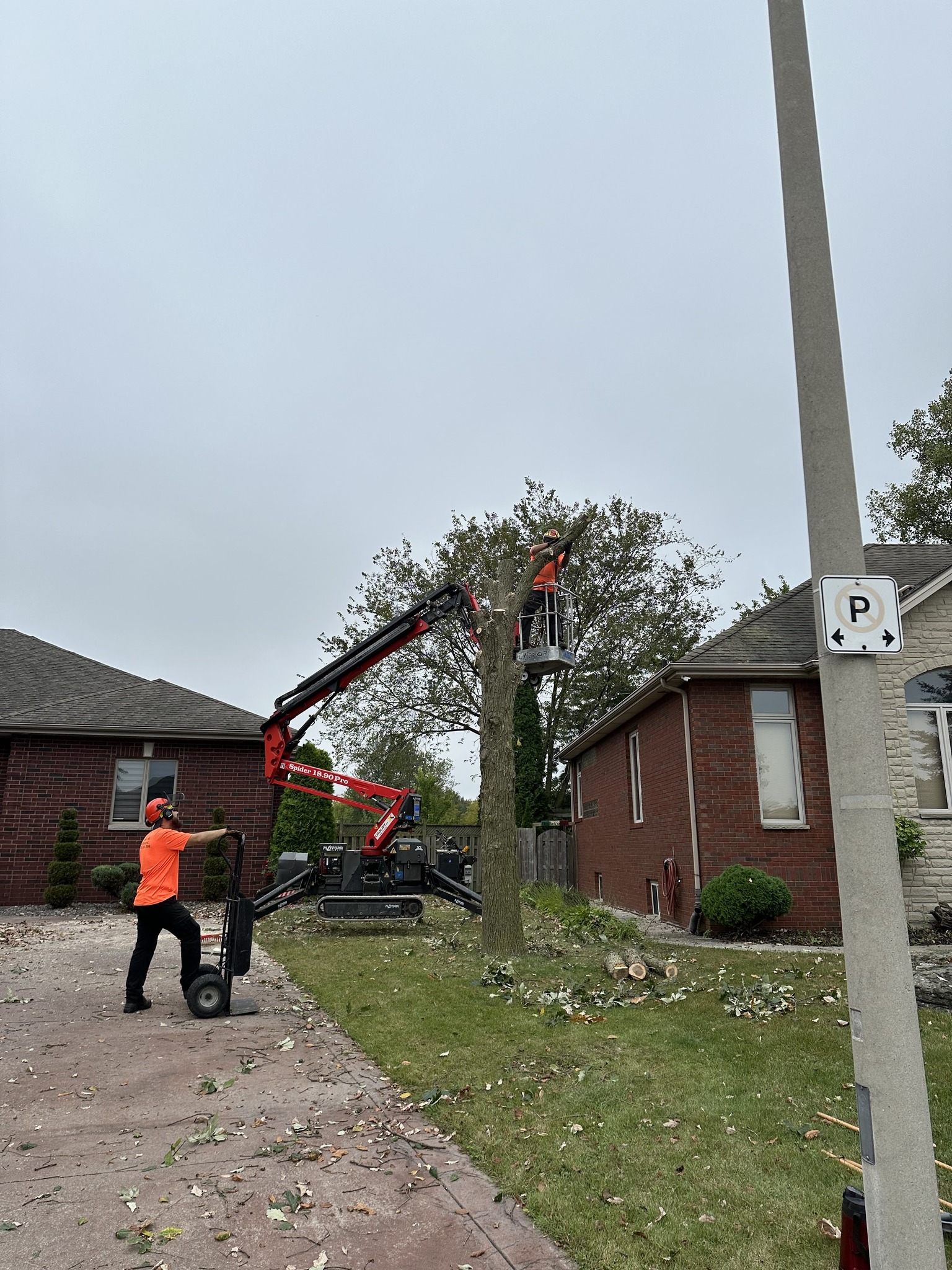 Wilson Tree Service | Windsor ON