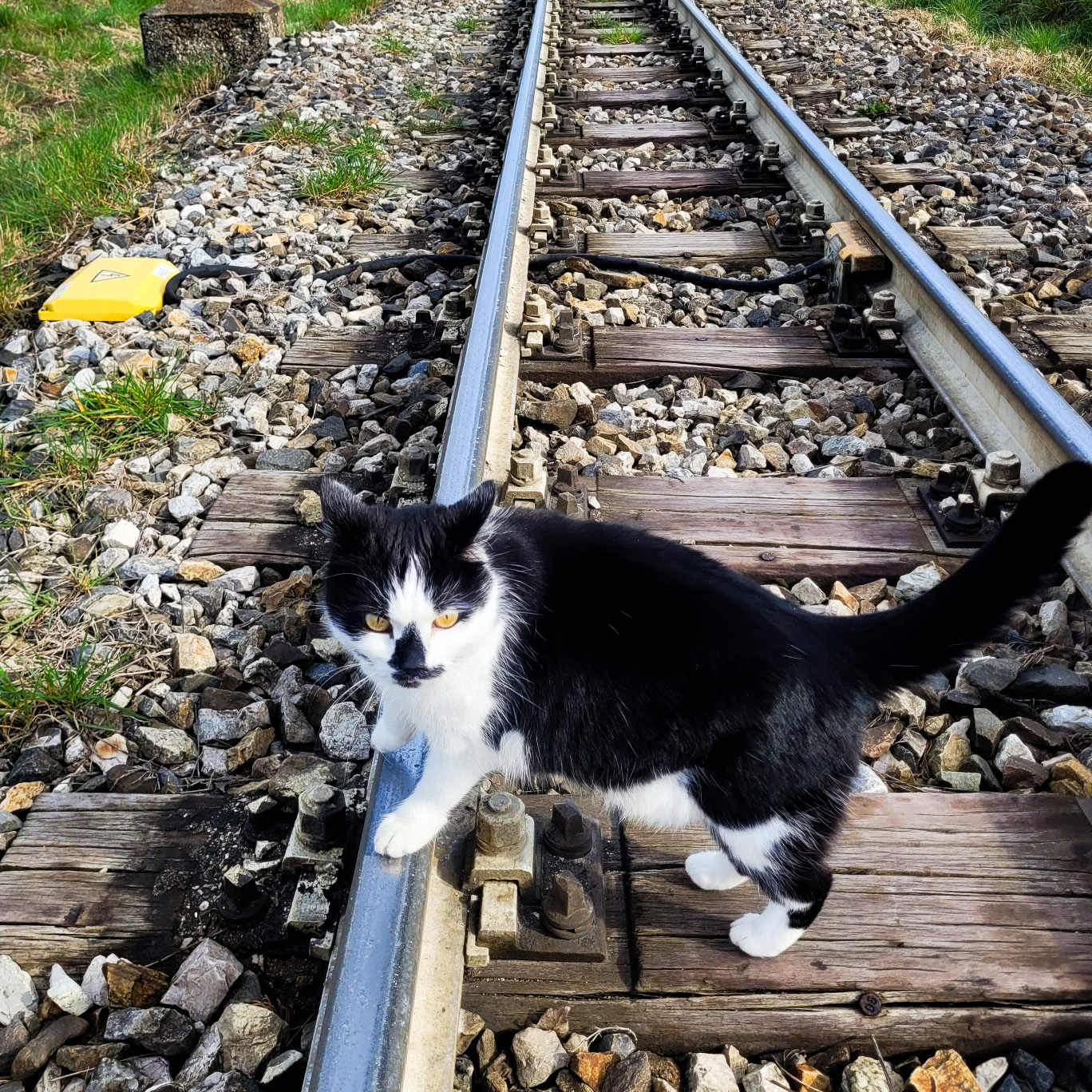 🐈 Strenge Qualitätskontrolle am... - Niederösterreich Bahnen | Facebook