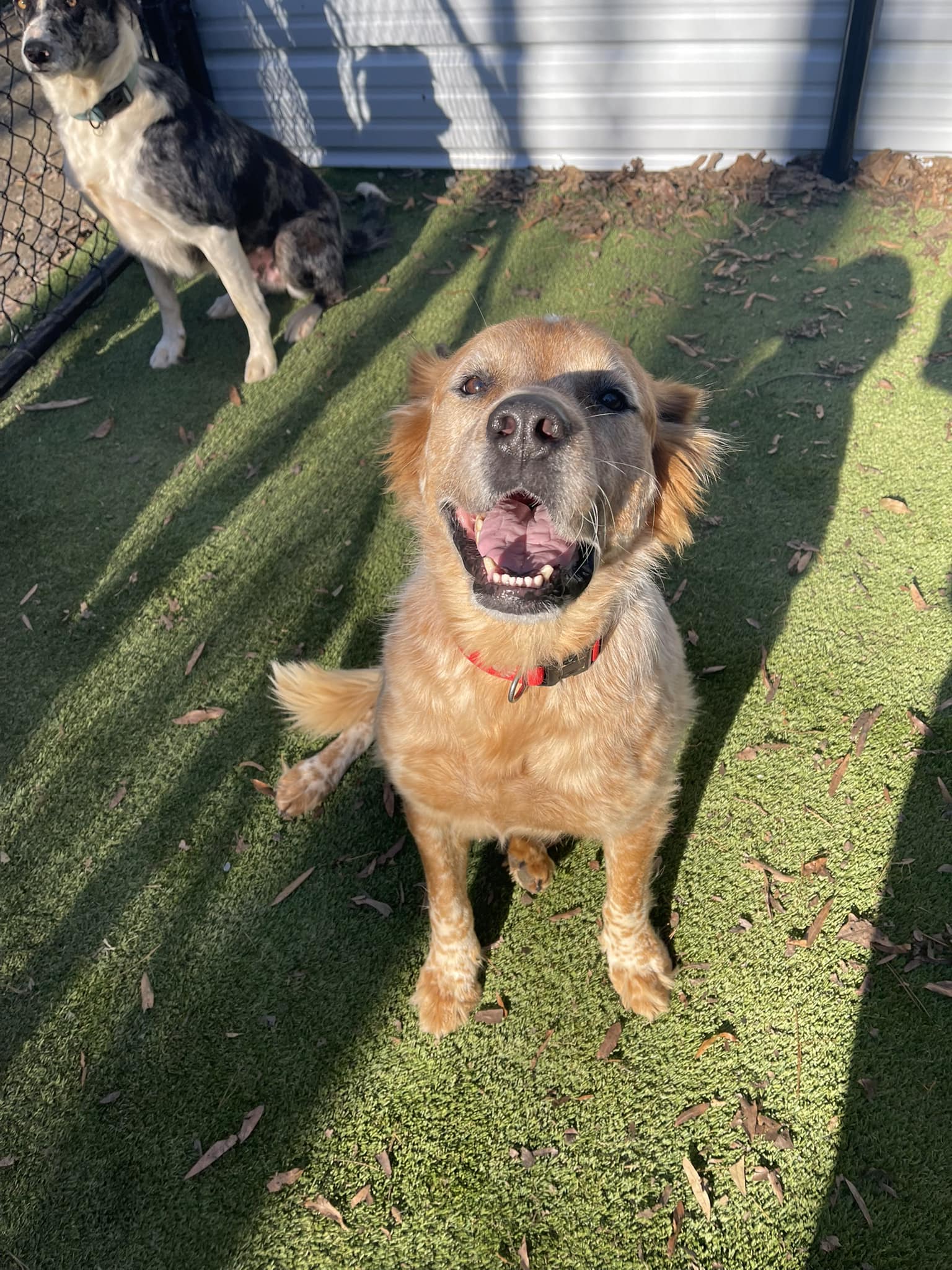 Paws - ‼️FUNDS NEEDED‼️ UPDATE: we need $2,600 to pay for Rascals ...