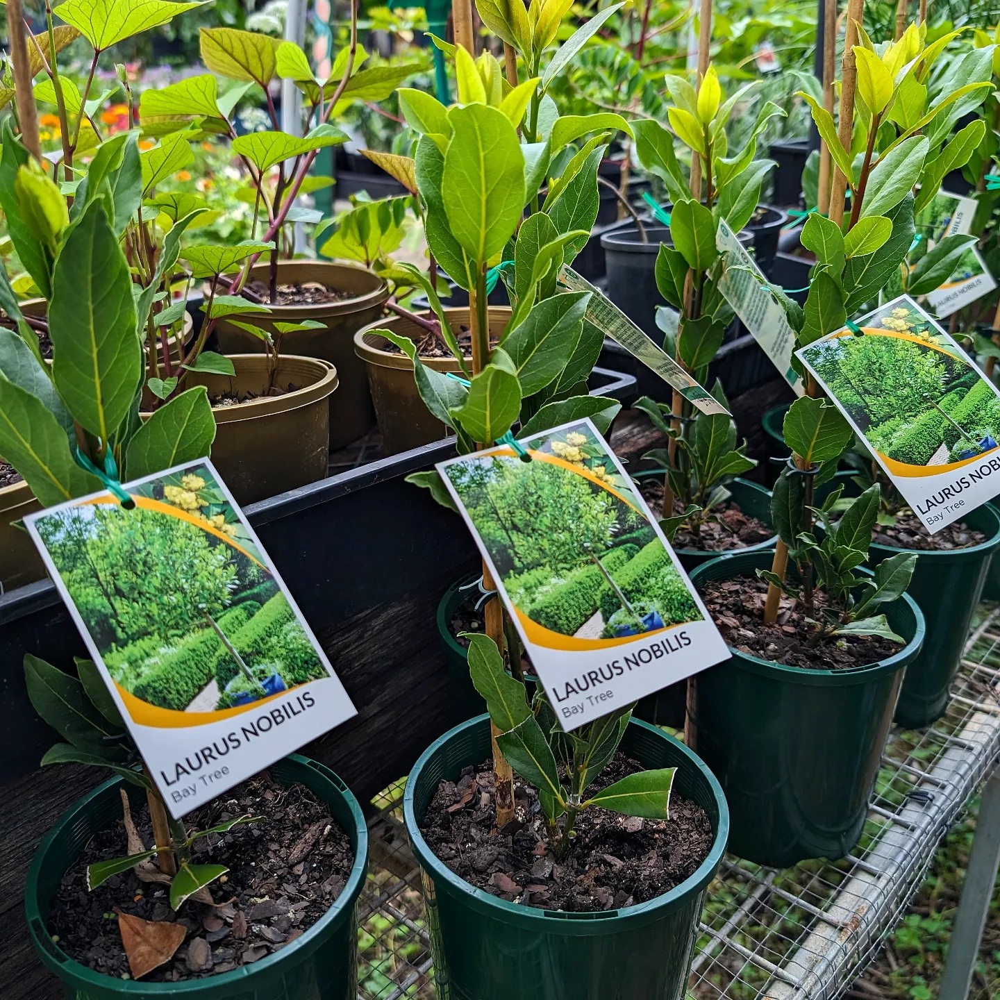 Bay trees are back in stock! 🌿 Bay... - City Farm Nursery