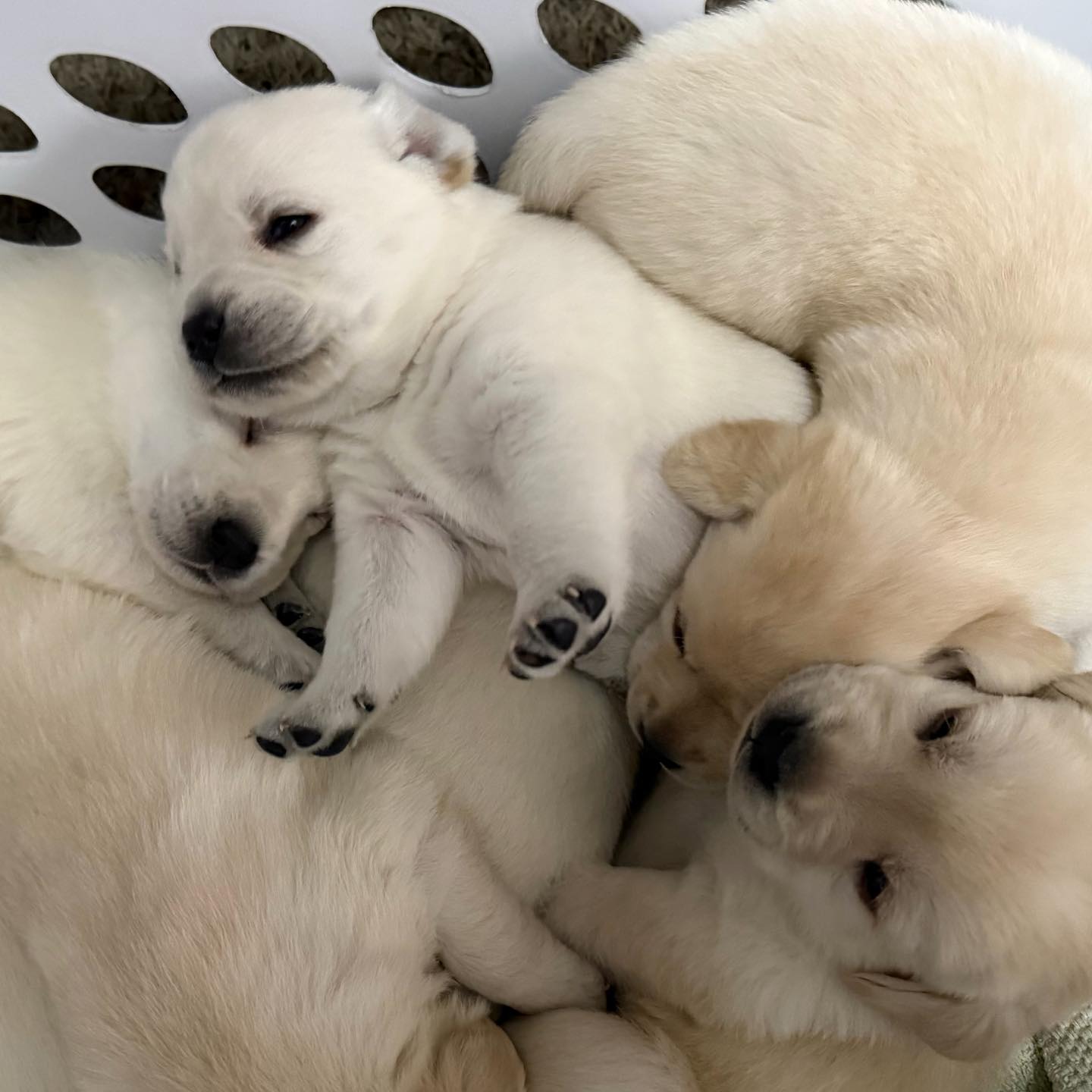 Here’s a few more beautiful pictures of... - Carver Labradors | Facebook