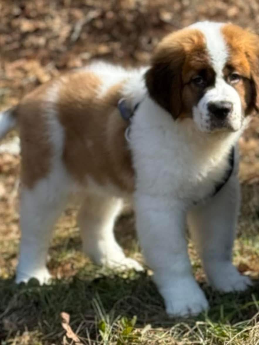  Floofie St Bernard 廃盤 絶版 Used St Bernard floofie for sale