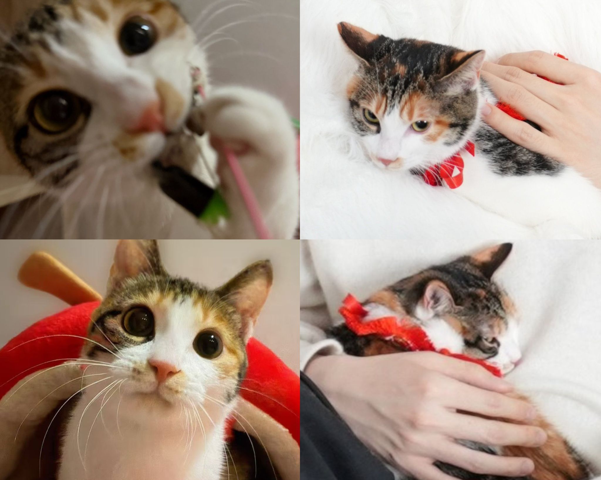 Nugu the cat inherits her dad