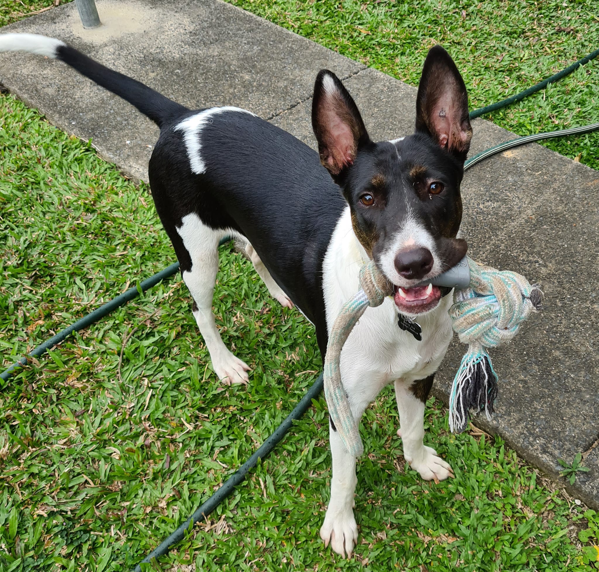 North - Tess has been with NQAR for almost 6 months now and we have no ...