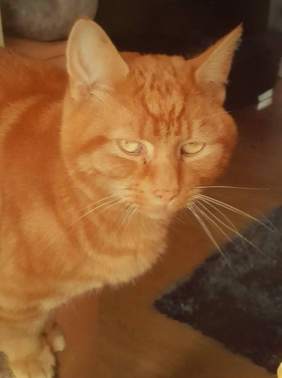 MISSING *** Ewan aka Ewsie went... - Rugeley Cats Society | Facebook