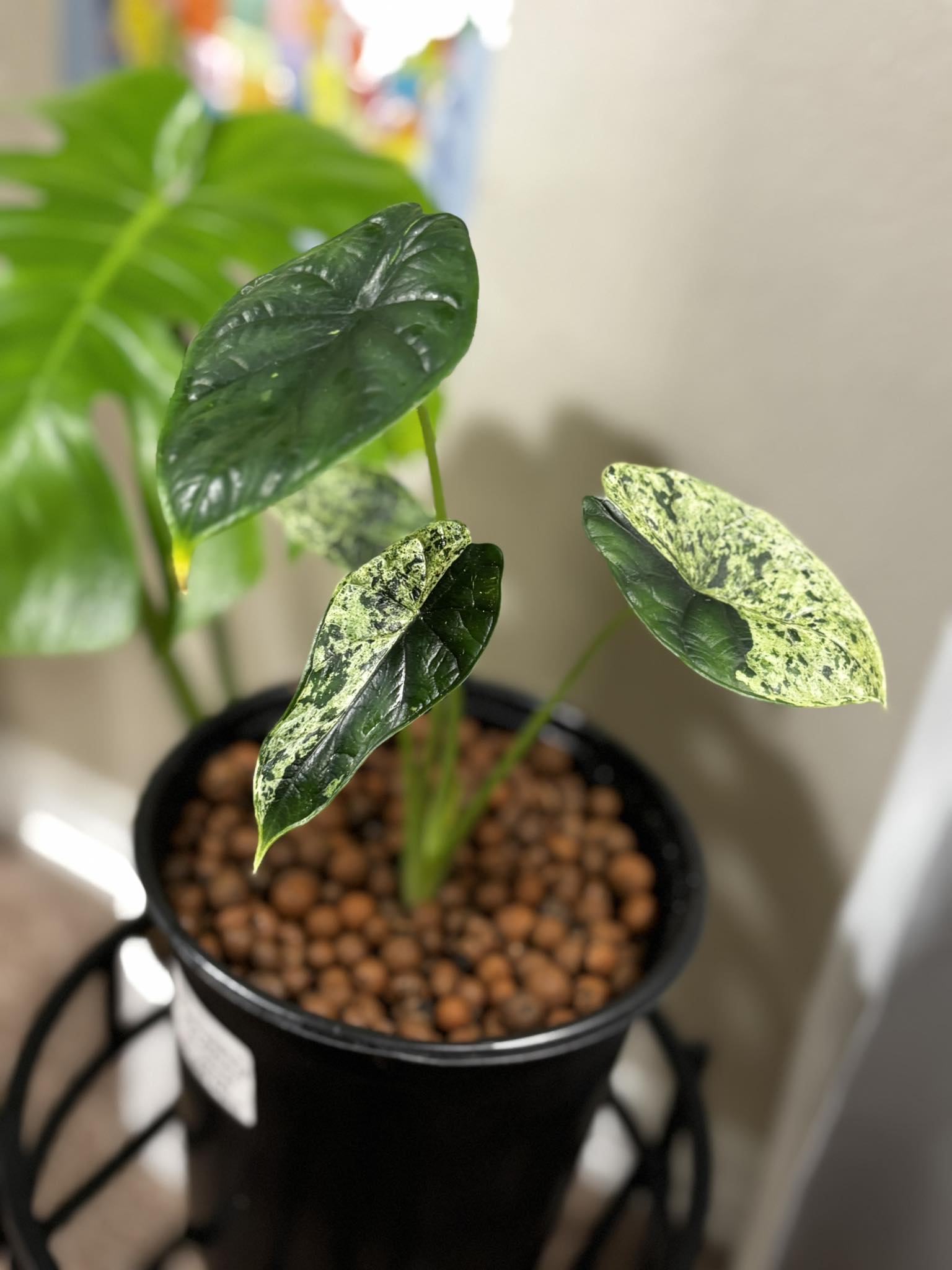 My Alocasia Cuprea Pink Mint 😍🥰