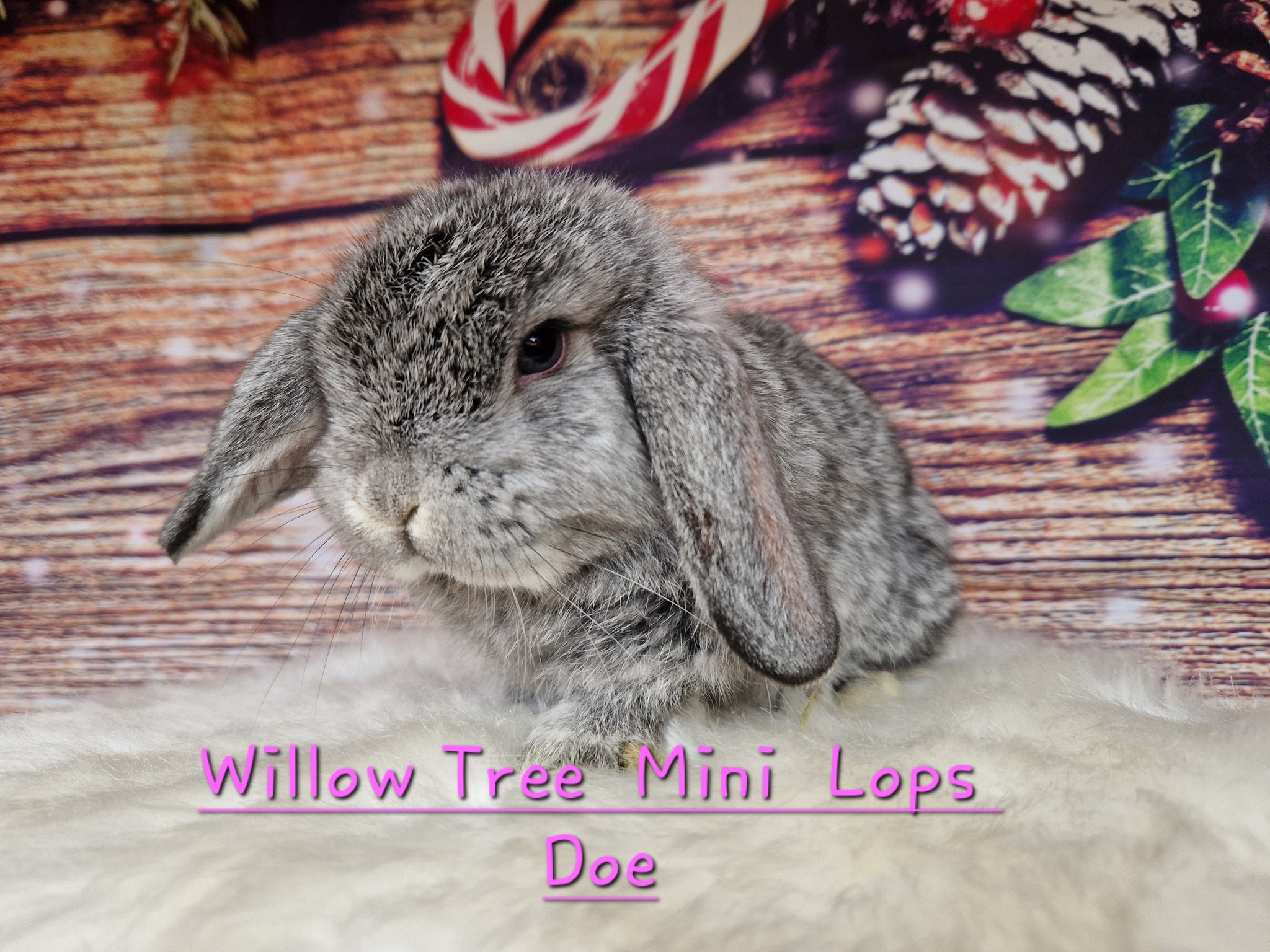 Willow Tree Mini Lop Rabbits | Cambridge