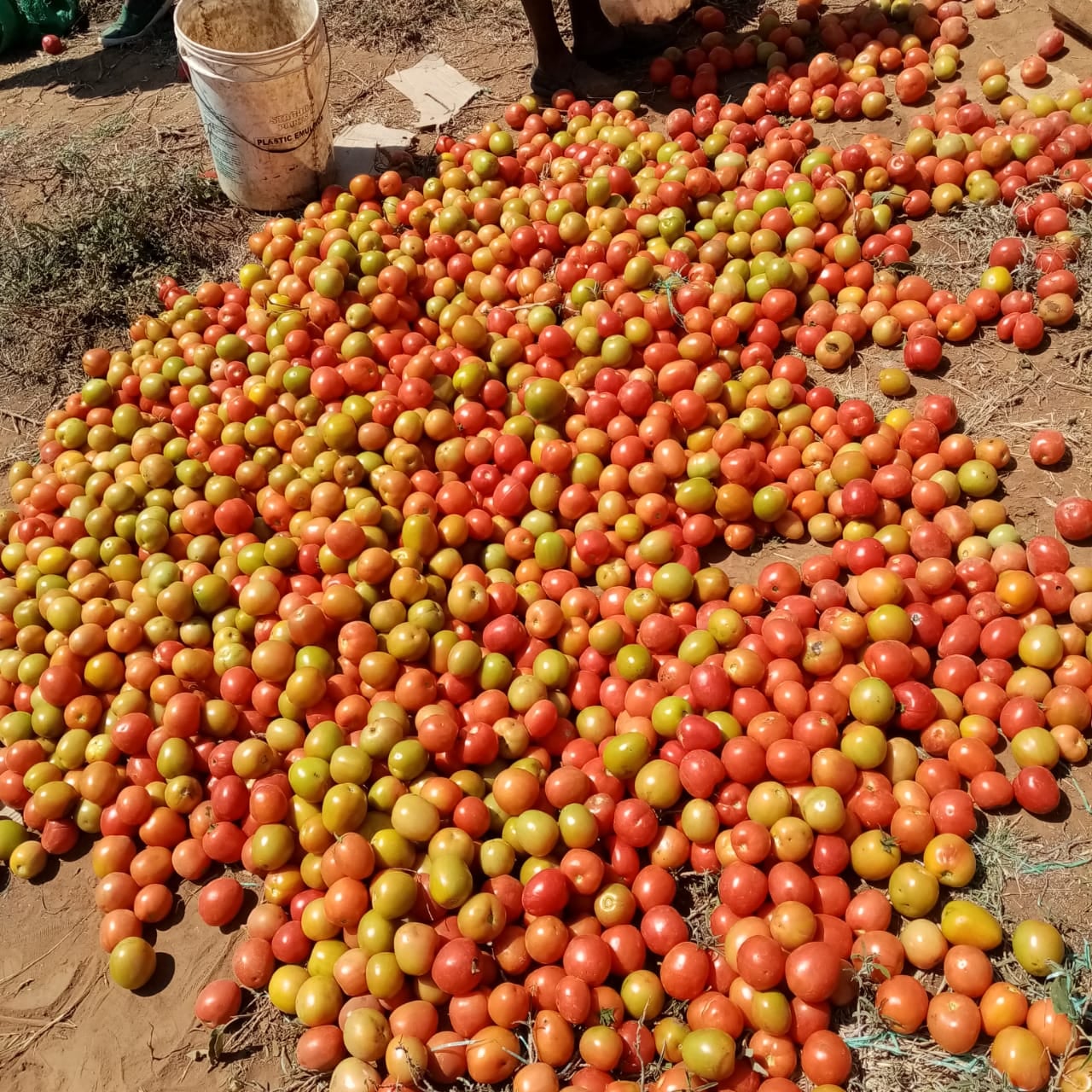 Seed Co Kenya - Have you tried our new and prolific open...