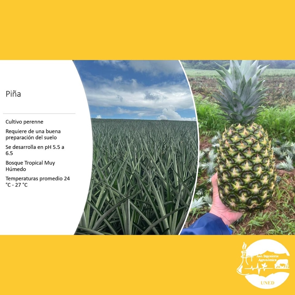 Generalidades de la piña. La piña es un cultivo en Costa Rica de mucha ...