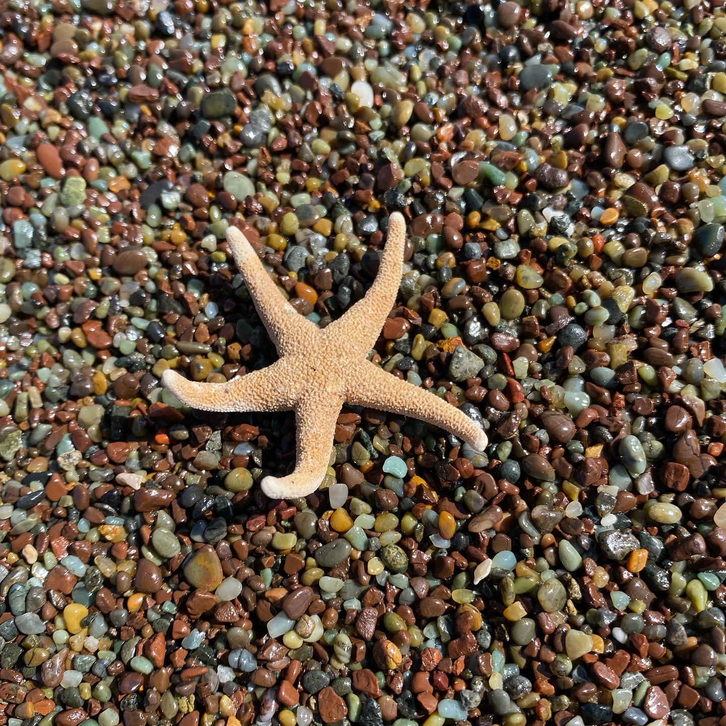 Golden - 🌊 Spotted: The cutest little ocean explorer in the Marin ...