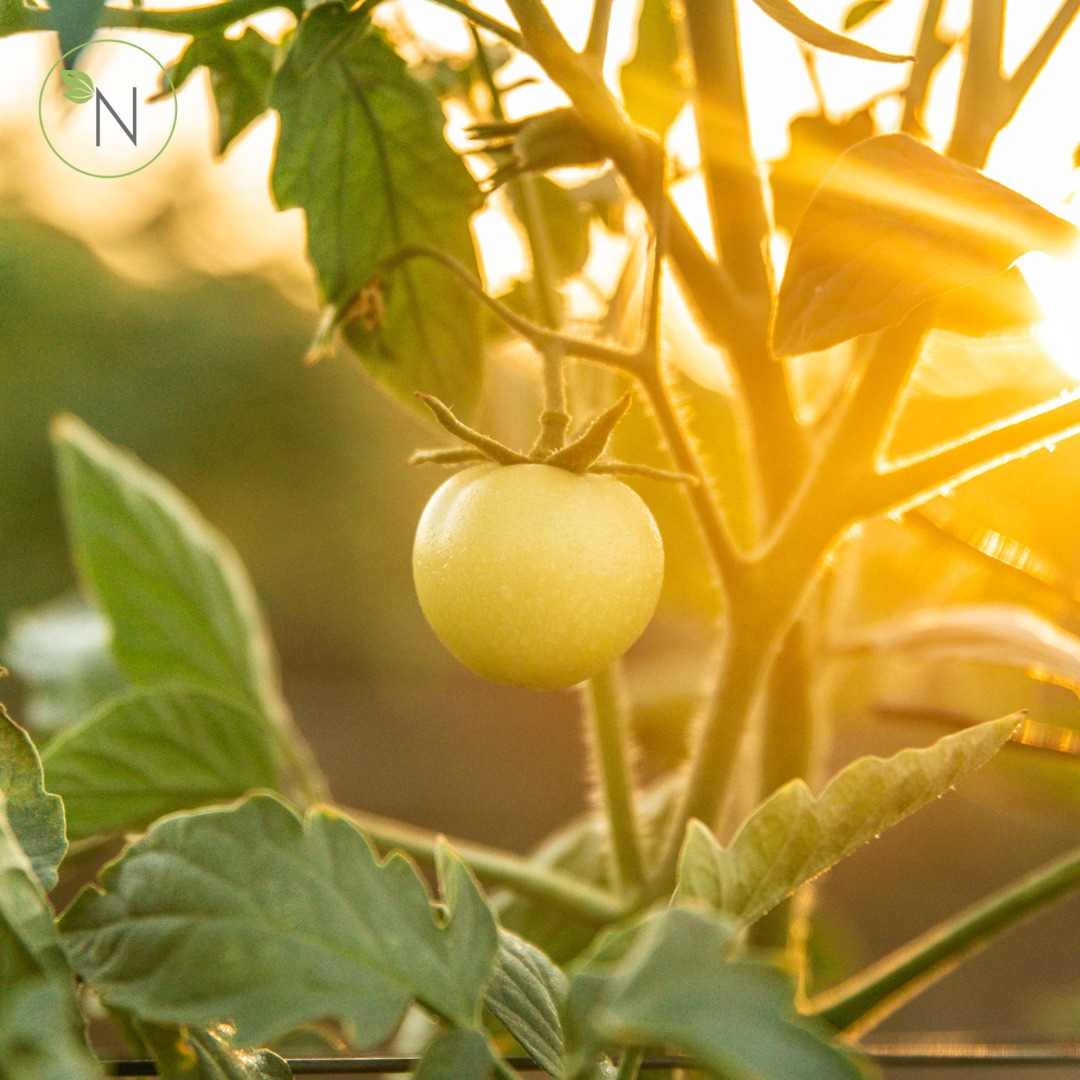 Naturesmart - OUR VALUES | PASSION & EXCELLENCE Passion... | Facebook