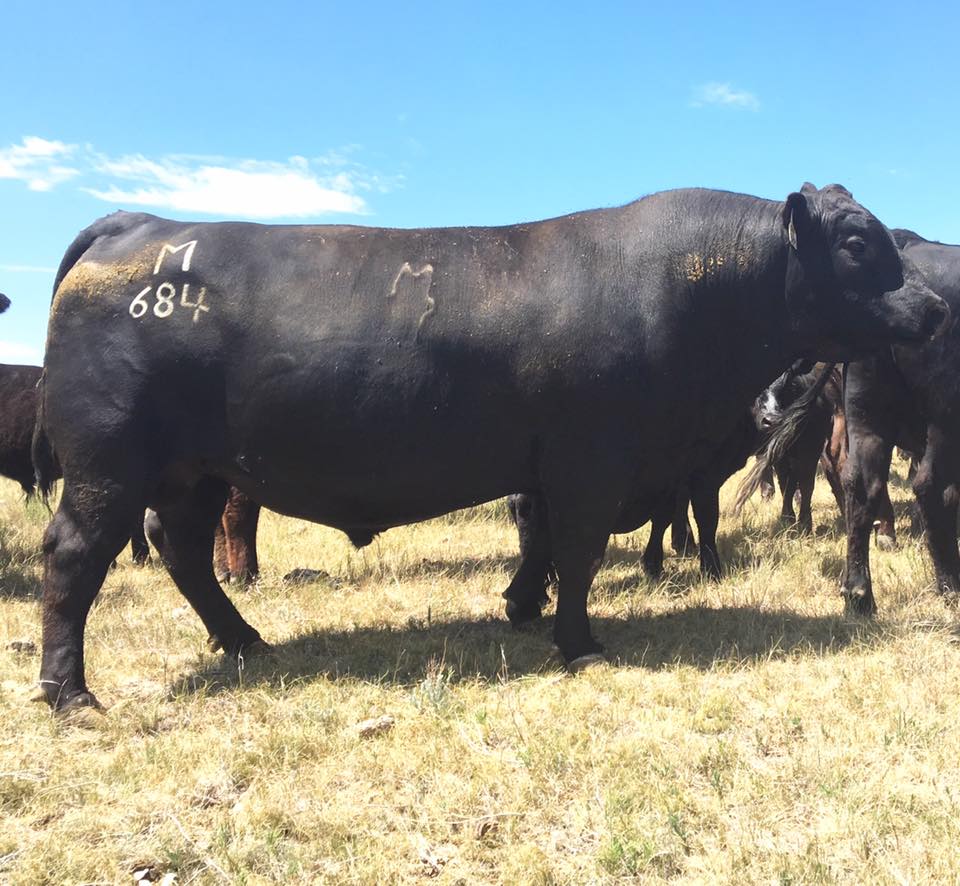 Mohnen Angus - Awesome to hear and see customer reports of... | Facebook