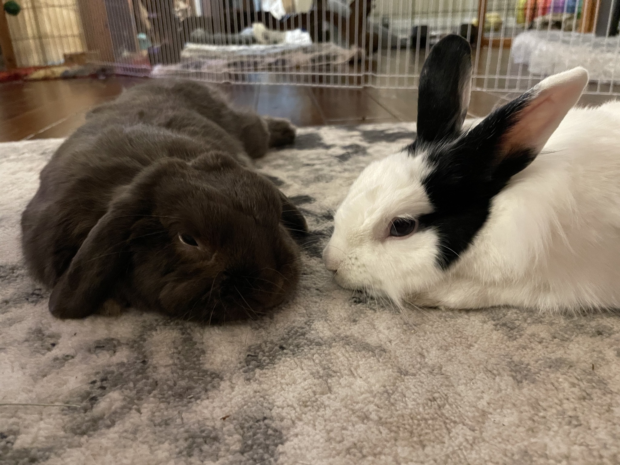 Orlando Rabbit Care & Adoptions | Longwood FL