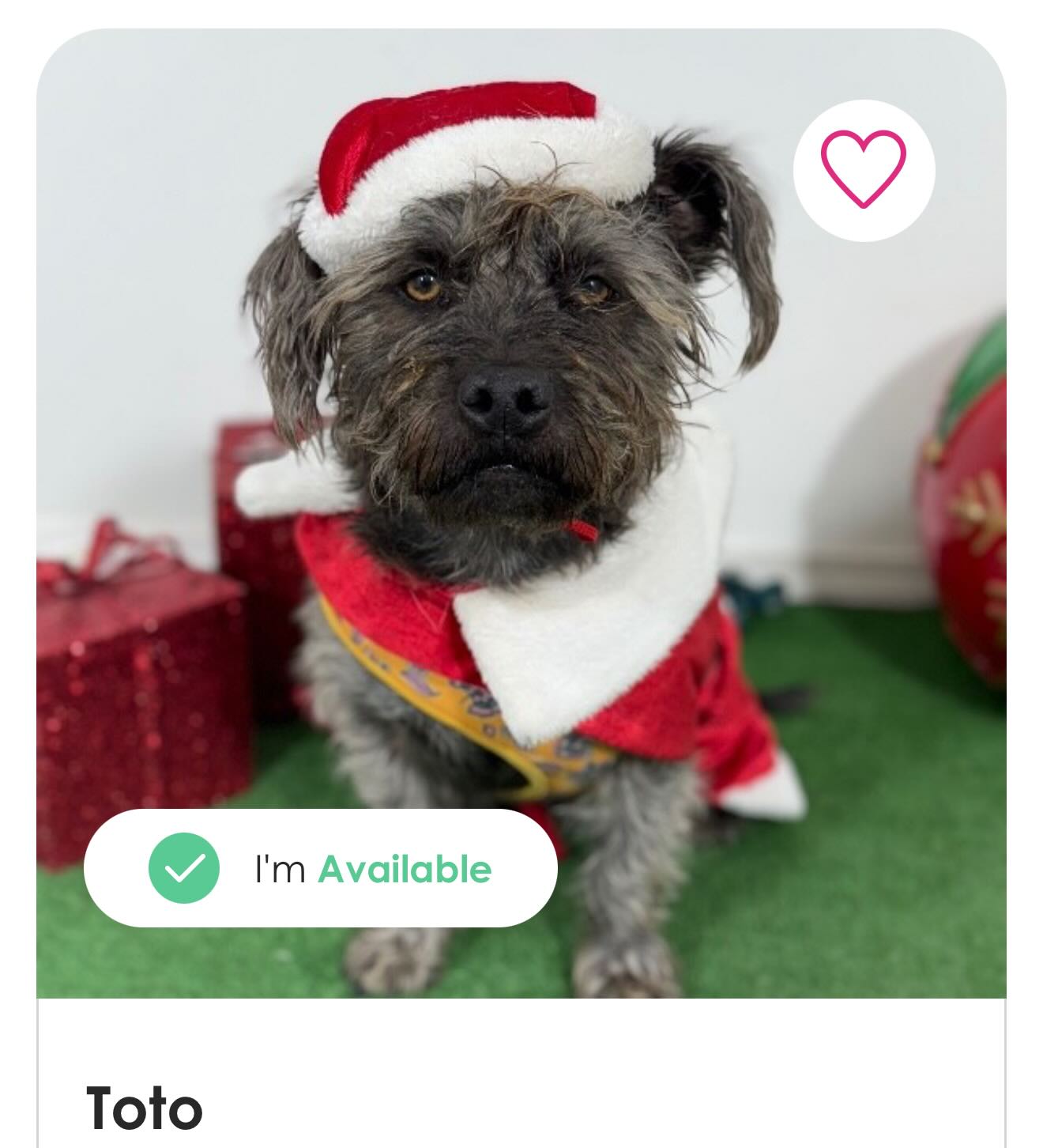 Coming to our adoption events in... - Amazing Dogs Rescue | Facebook