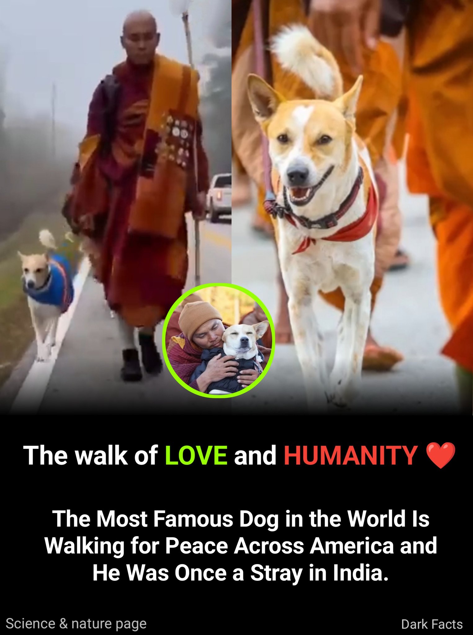 Arun - From a forgotten street dog to a symbol of peace now walking ...