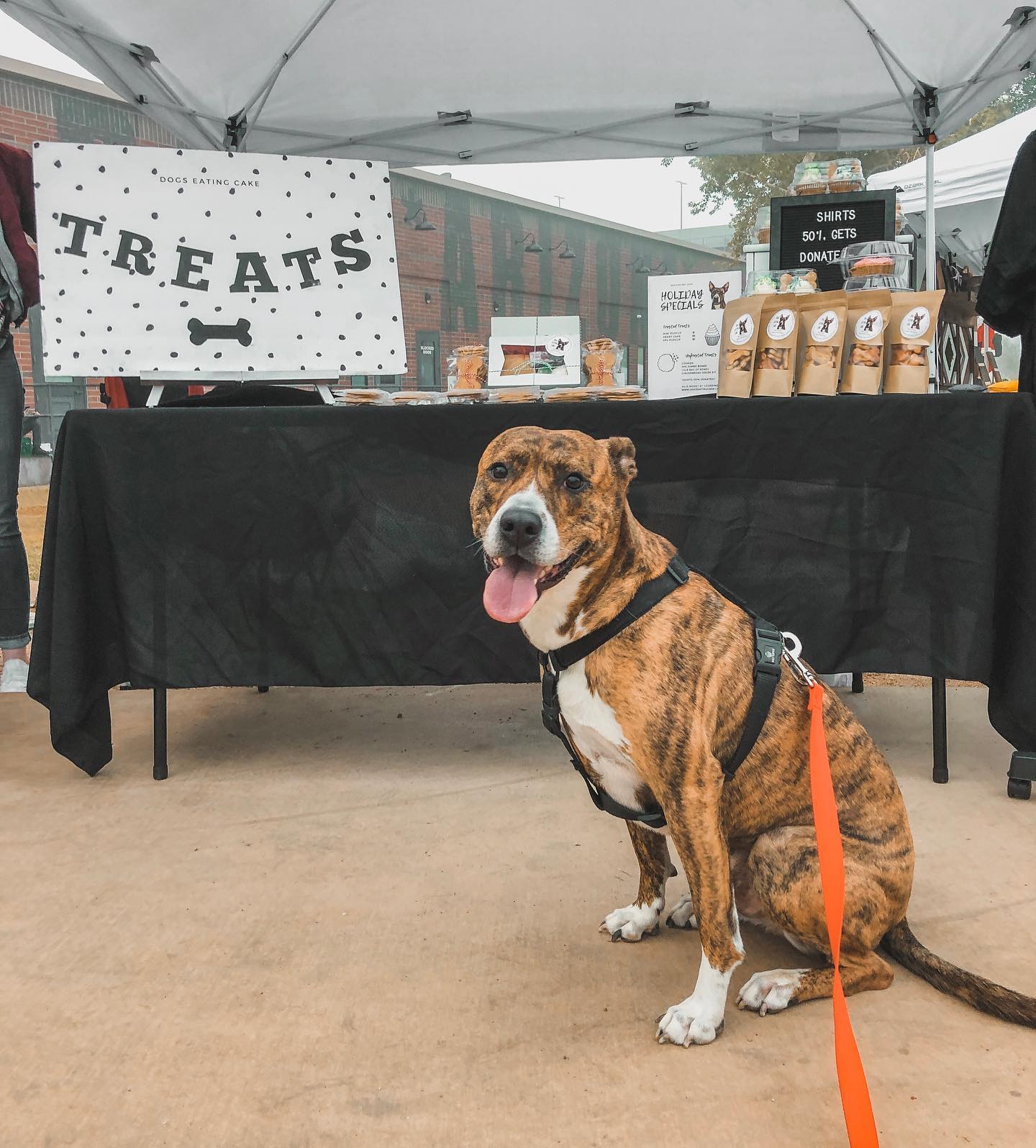 Curated visual reference: Picture Idea: Custom Dog Treats Custom Dog Treats By Dogs Eating Cake