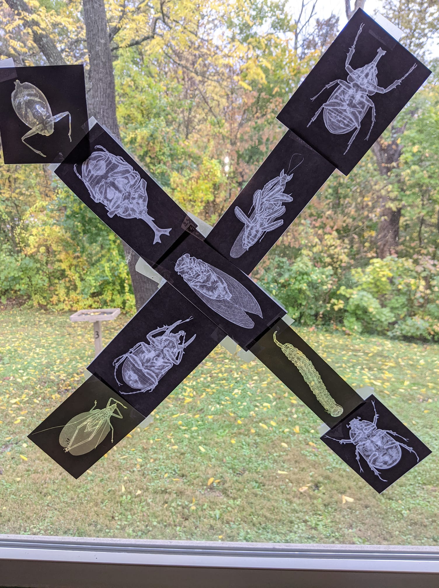 Things in nature with the letter x on Everwalk
