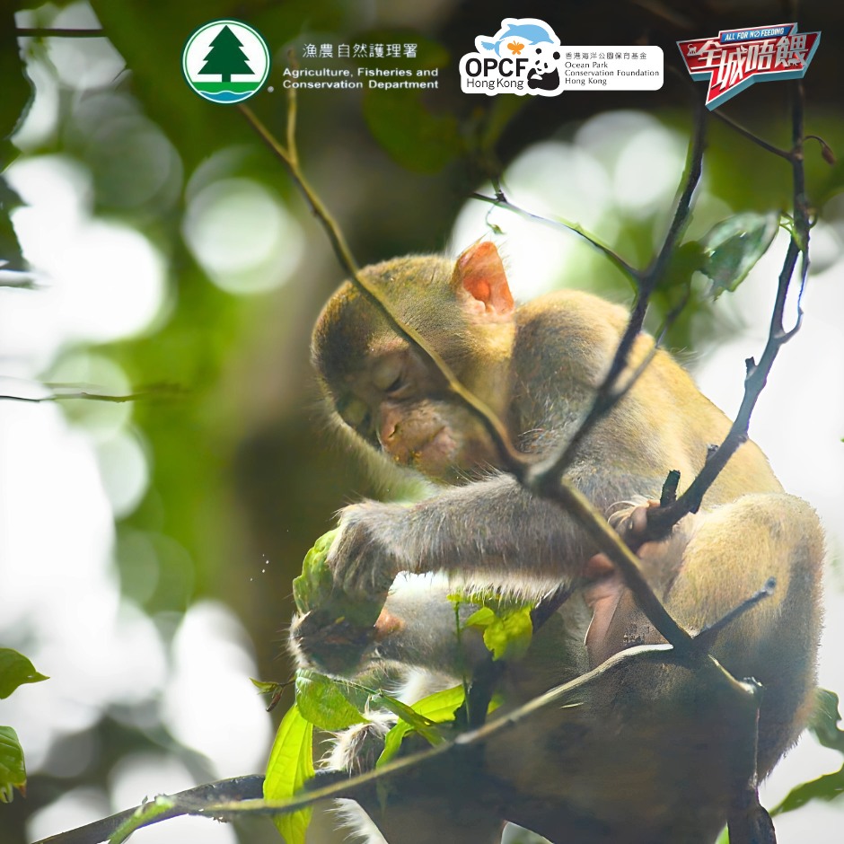 🌟🐒 【馬騮小趣聞！】 🌟🐒 [Fun Fact About Monkeys!] 馬騮係本地常見嘅野生動物，究竟有咩特別啊? 🤔 你知唔知其實 ...