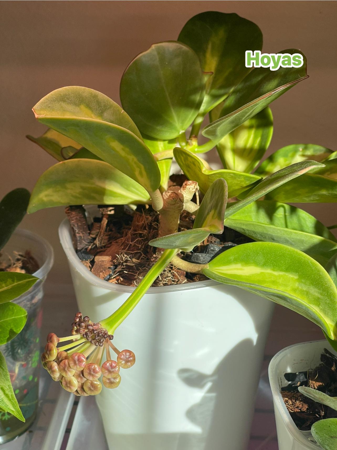 Hoya pachyclada inner variegated花座付き