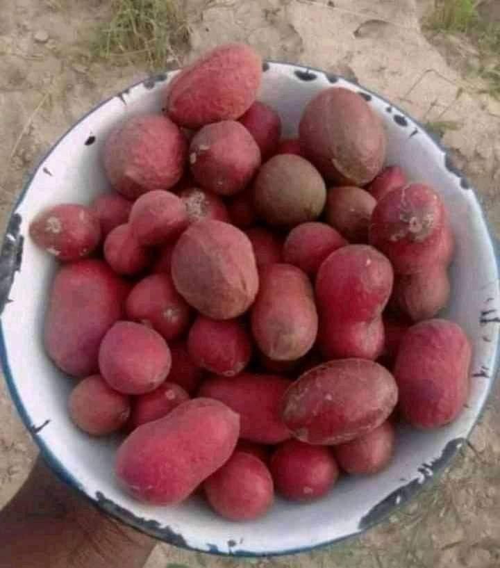 Stella Mutiba - Kwedu kumusha unowana michero yose zvayo... | Facebook