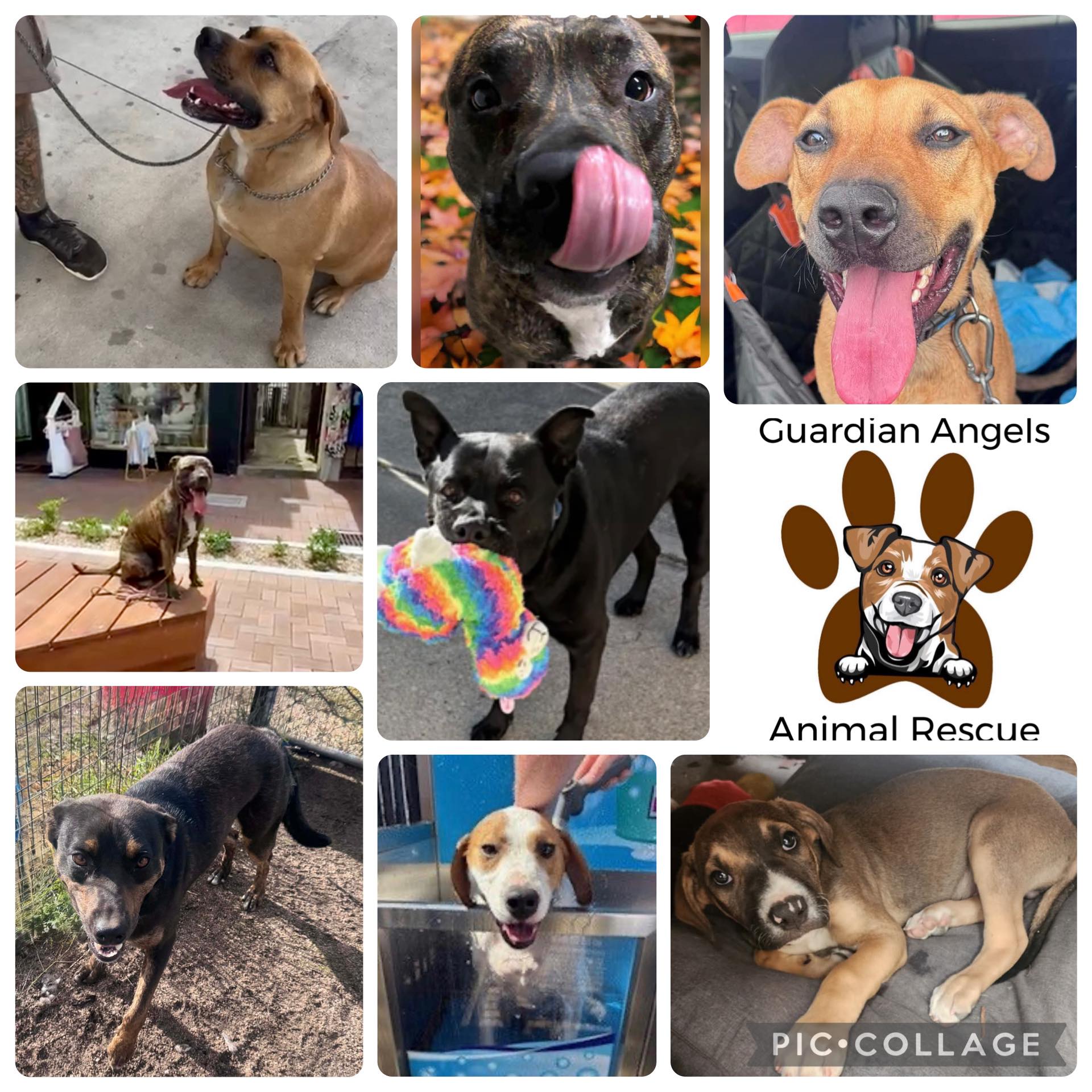 Guardian - 🐶 See All Our Available Dogs on SavourLife 🐾💗 If you’re ...