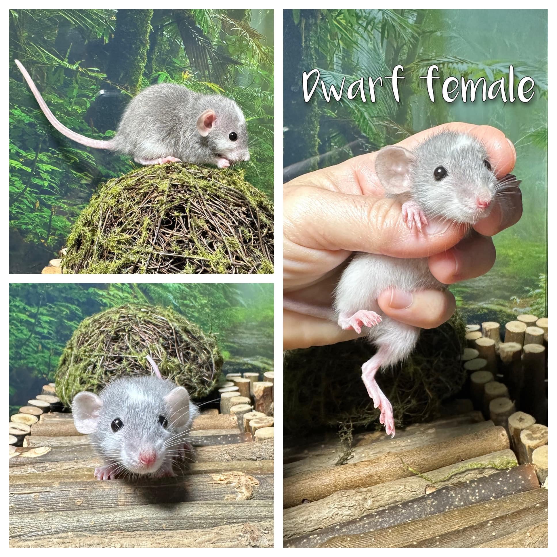 Seventh Wave Rattery