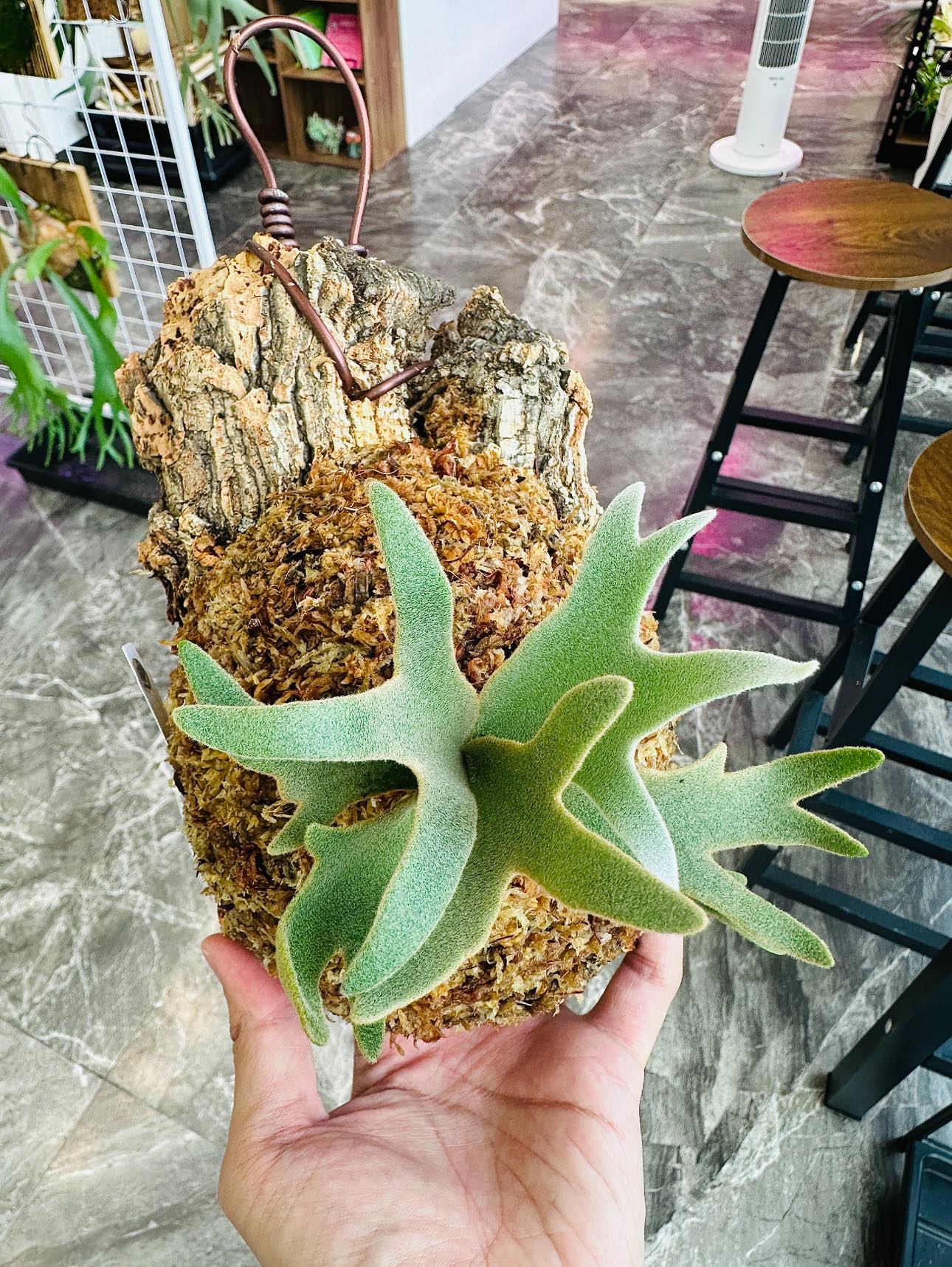 Kai鹿角蕨療癒農場 - 侏儒OMG《 P. willinckii OMG sporeling 》極致