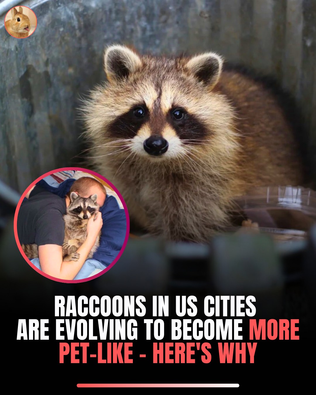 Surveee - Raccoons evolving into more pet-like creatures in cities ...